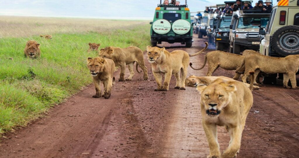 Safari in Tanzania