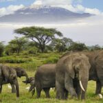 Tanzania in January: Travel Tips, Weather & More