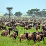 Tanzania in July: Travel Tips, Weather & More