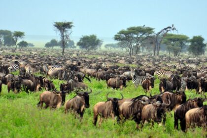 Tanzania in July: Travel Tips, Weather & More