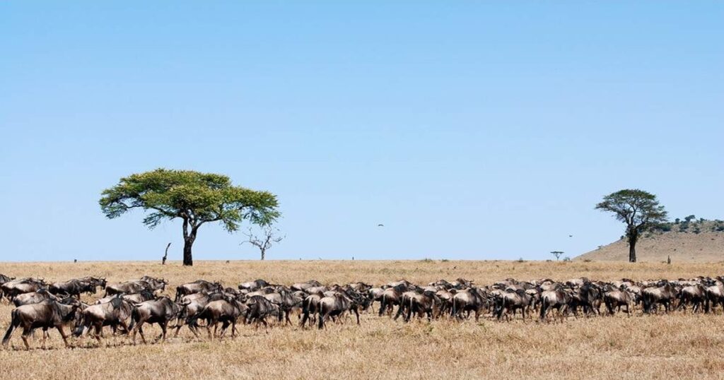 When is the Best Time to Visit Tanzania for a Wildlife Safari