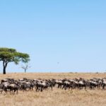 When is the Best Time to Visit Tanzania for a Wildlife Safari