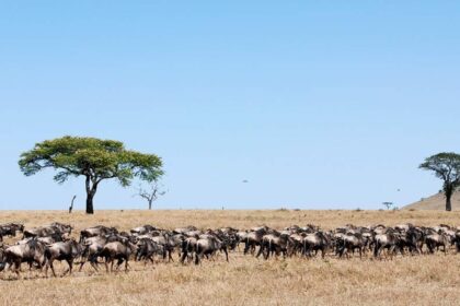 When is the Best Time to Visit Tanzania for a Wildlife Safari