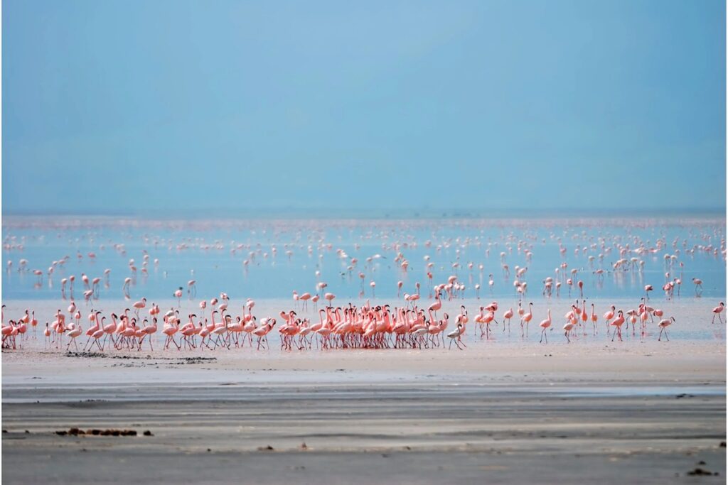 Birdwatching at Lake Manyara, Tarangire, and the Maasai Steppe