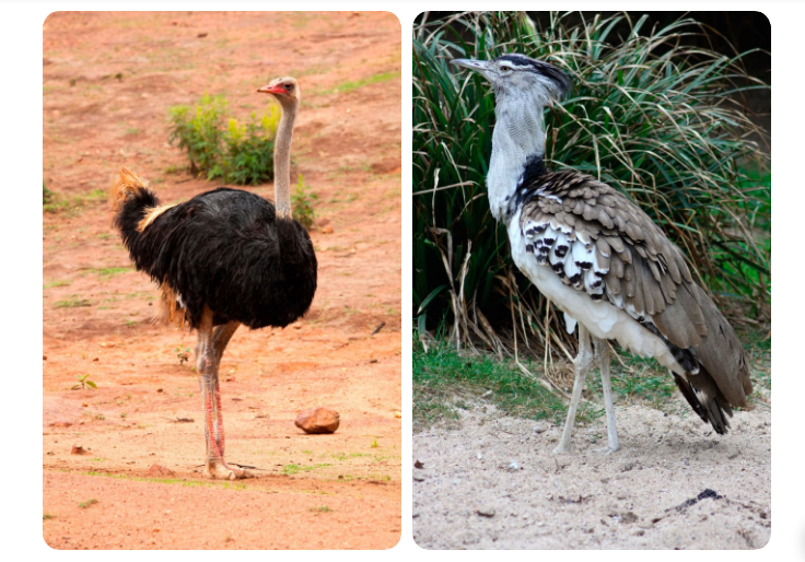 Common Ostrich and Kori Bustard