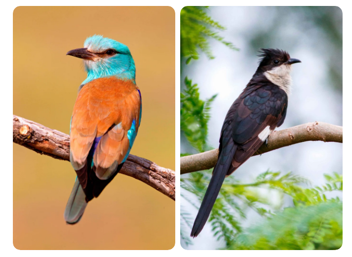 European Rollers and Jacobin Cuckoos