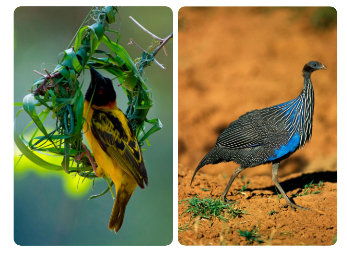 Black-headed Weaver and Vulturine Guineafowl