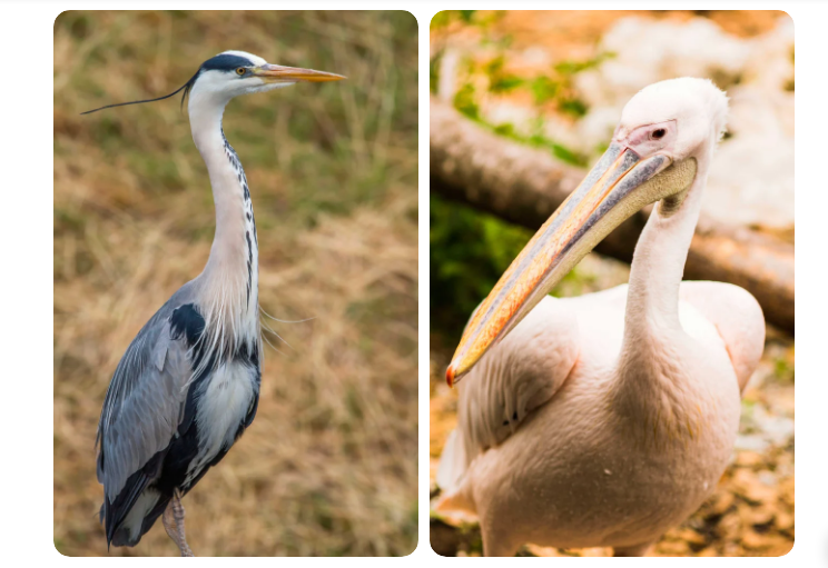 Grey Heron and Pink-backed Pelican