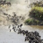 The Great Wildebeest Migration in Tanzania and Kenya